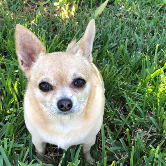 Meet your Posher, Patti - Picture 1 of 1